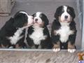 Bernese Mountain Dog
